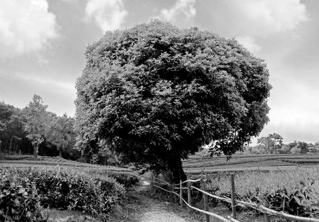 tree